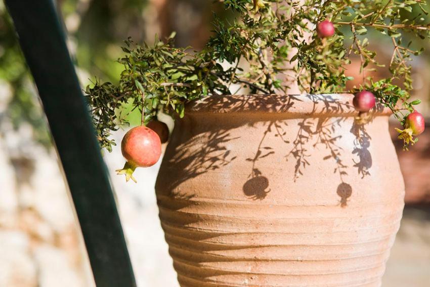 Agathes Traditional Houses Kastellos Bagian luar foto